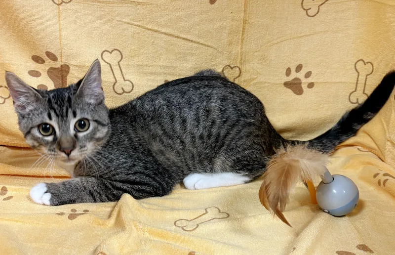 A baby medium-sized male Brown / Chocolate Domestic Short Hair cat named Fred for adoption in Lake Monroe, FL