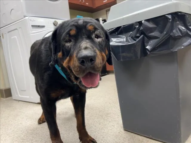 An adult large-sized female Rottweiler dog named Indiana for adoption in Chapel Hill, NC