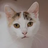 An adult medium-sized female Calico Domestic Short Hair cat named Angela for adoption in Hilliard, OH