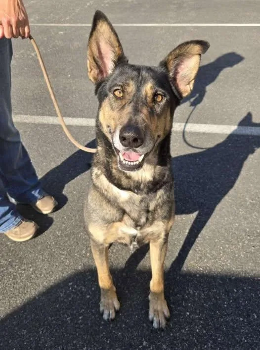An adult large-sized female Black German Shepherd Dog dog named Scarlett for adoption in Fredericksburg, VA
