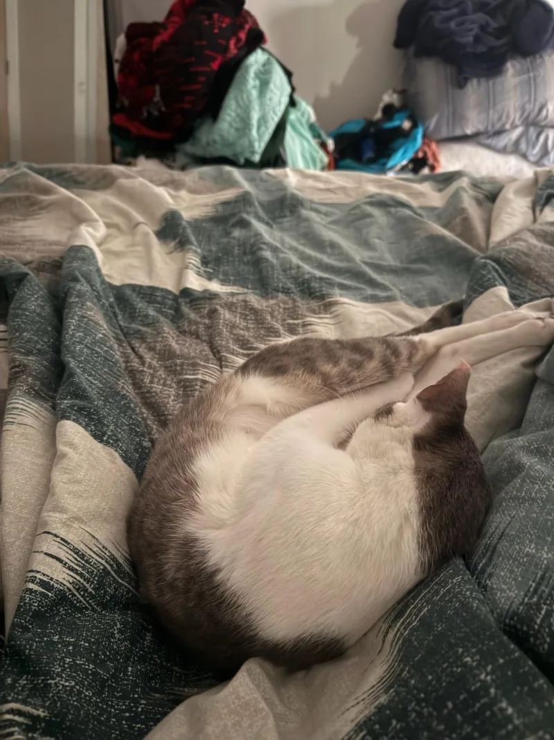 Carolina Chili thumbnail 2