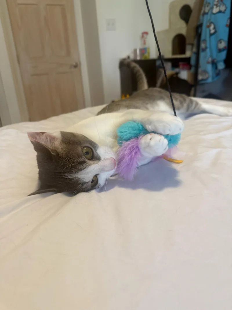 Carolina Chili thumbnail 3