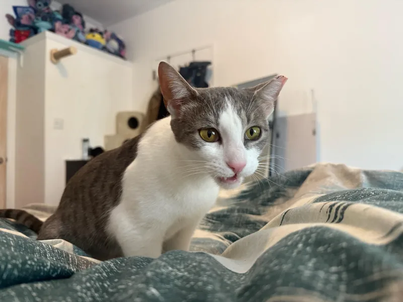 Carolina Chili thumbnail 4