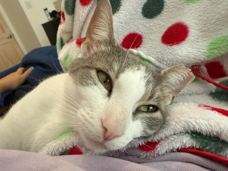 Carolina Chili thumbnail 5