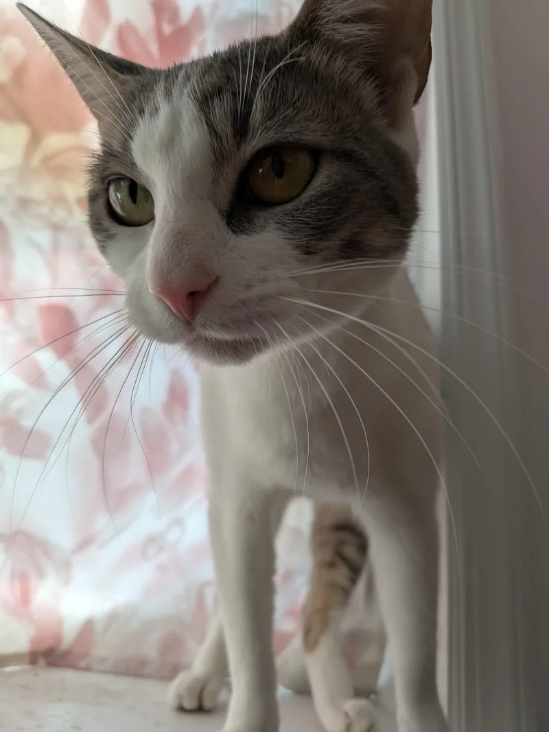 Carolina Chili thumbnail 6