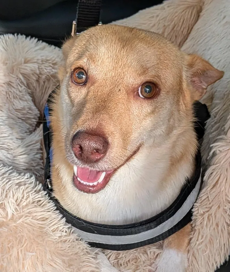 A young small-sized male Corgi dog named Koa for adoption in St. Augustine, FL