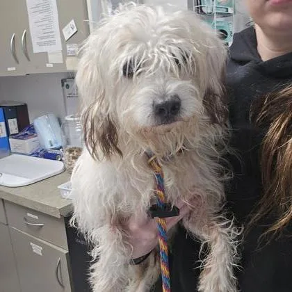 An adult small-sized male Mixed Breed dog named Radar for adoption in West Chester, PA