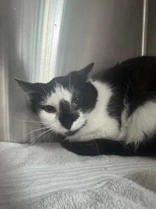 A young medium-sized female Domestic Short Hair cat named Bonita for adoption in Fishers, IN