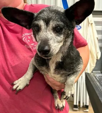 A senior small-sized female Dachshund dog named Lulu for adoption in Lampasas, TX