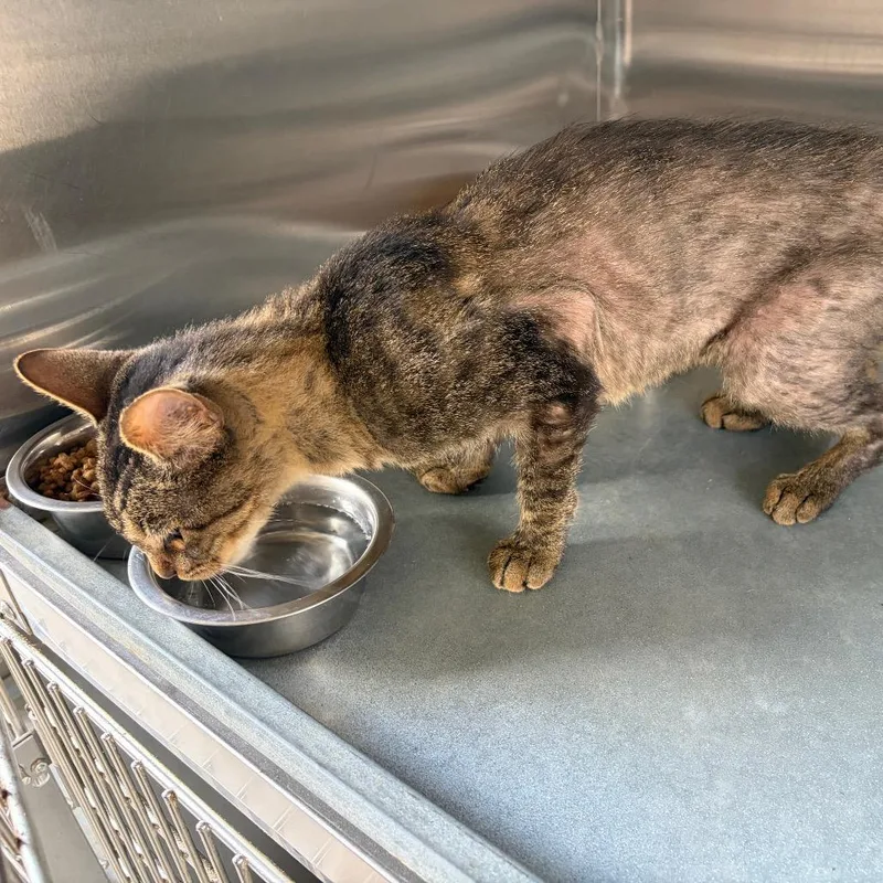 A senior medium-sized male Brown / Chocolate Domestic Short Hair cat named Butterscotch for adoption in Edinburg, TX