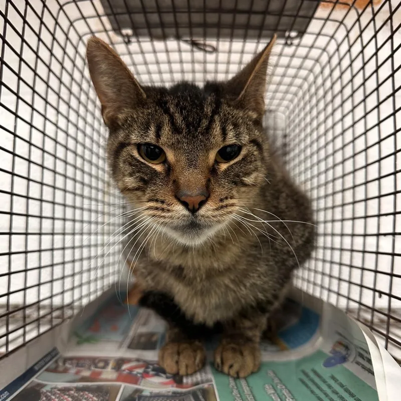 Butterscotch thumbnail 2