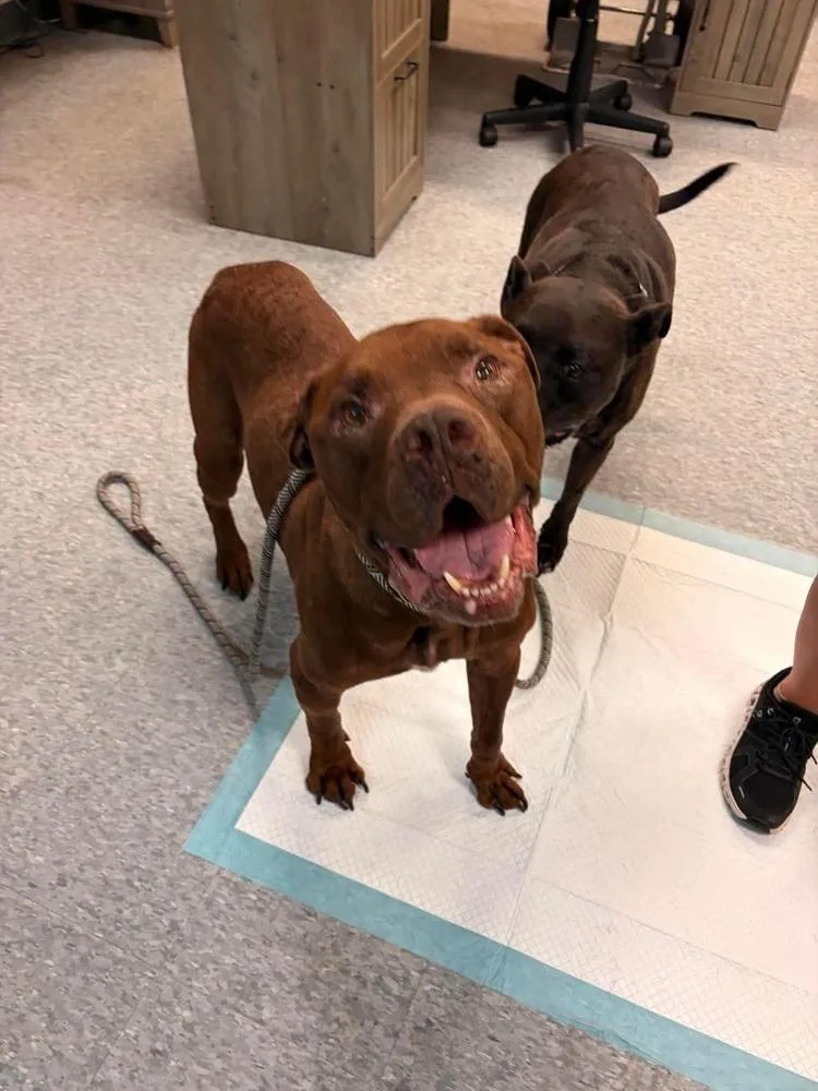 An adult medium-sized male Brown / Chocolate Mixed Breed dog named Garcia for adoption in Clinton Township, MI
