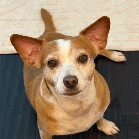 A senior small-sized male White / Cream Mixed Breed dog named Miles for adoption in Houston, TX