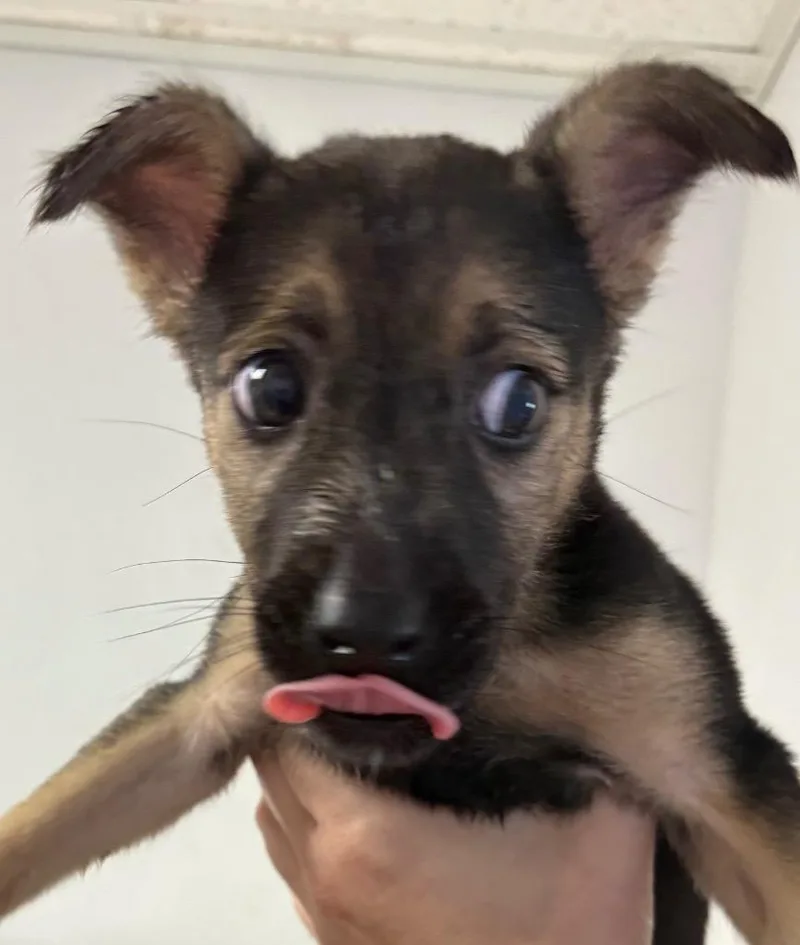 A baby small-sized female Mixed Breed dog named Indigo for adoption in Lockhart, TX