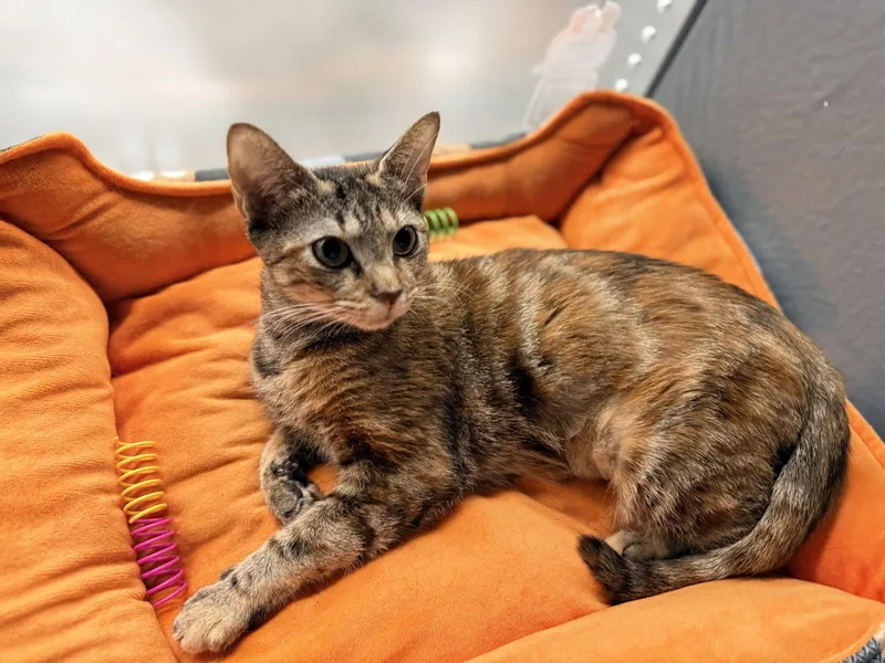 A young medium-sized female Calico cat named Ambrosia for adoption in St. Cloud, FL