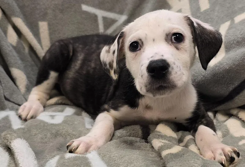 A baby medium-sized male Terrier dog named Ranger for adoption in Murphysboro, IL