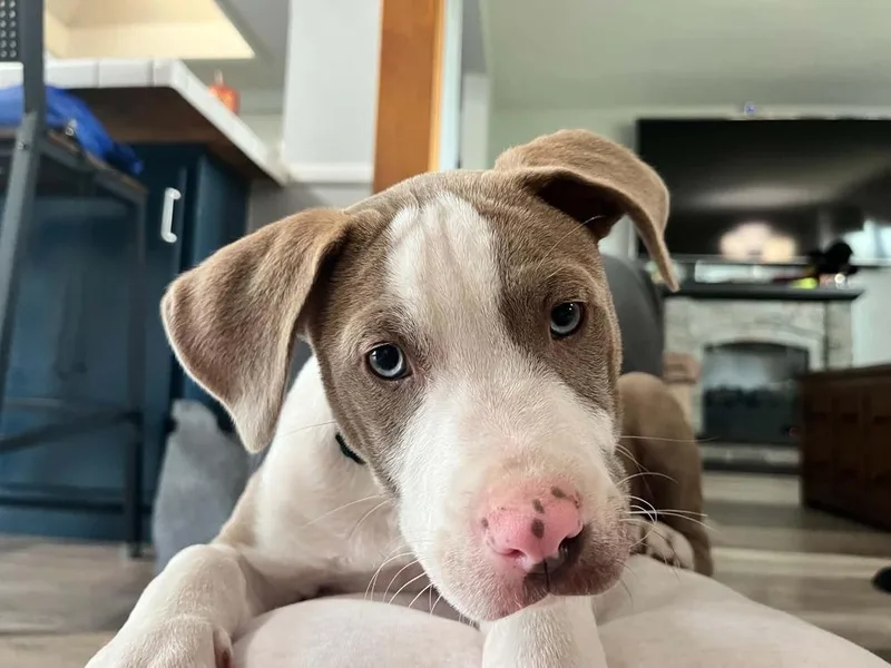 Lorenzo