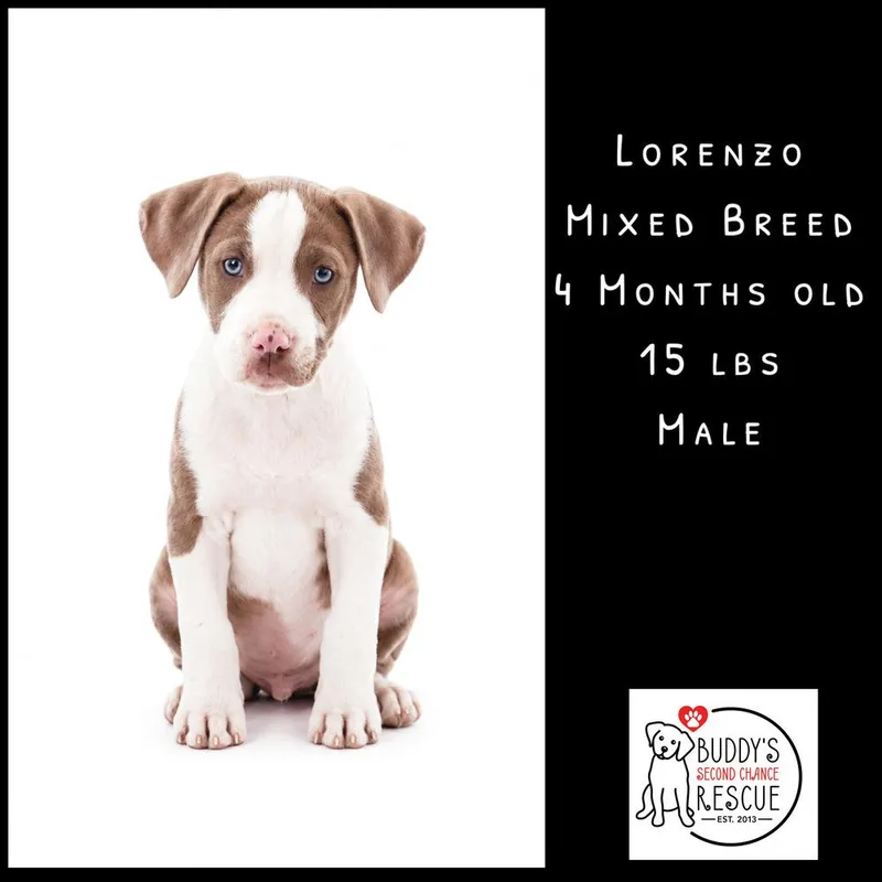 Lorenzo thumbnail 5