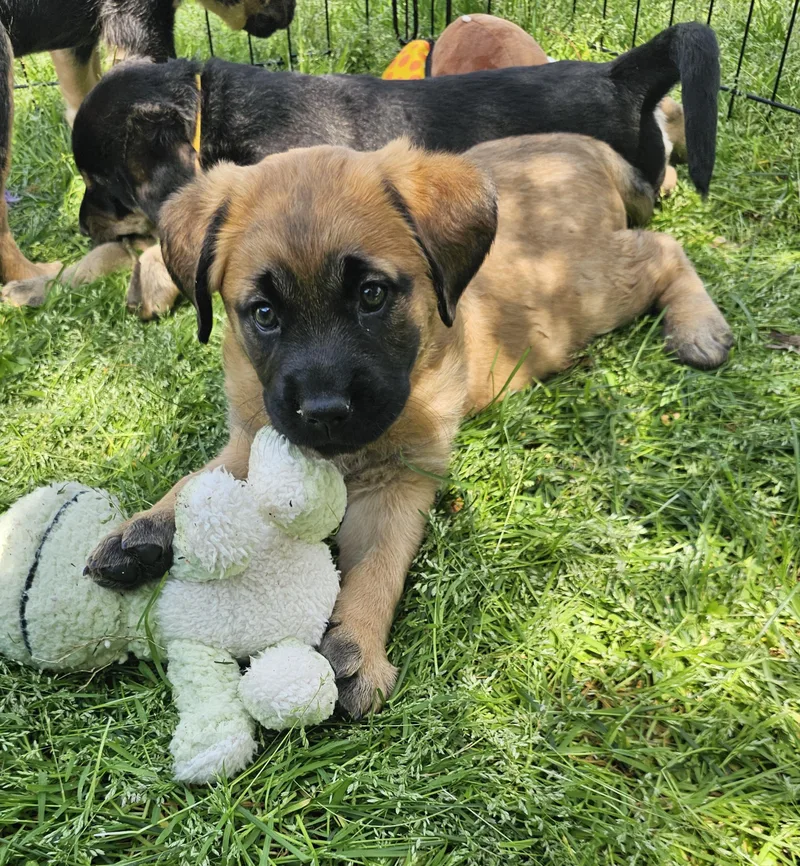 A baby medium-sized female Red / Chestnut / Orange Hound dog named Kelly for adoption in Monroe, NC