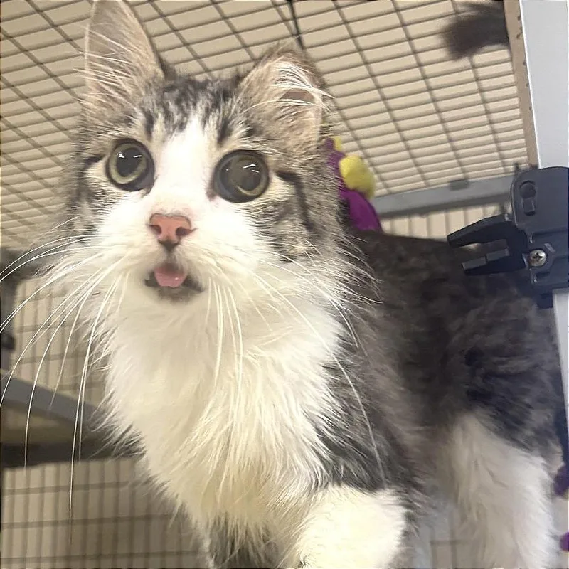 A senior medium-sized male Domestic Medium Hair cat named Louie for adoption in Medford, OR
