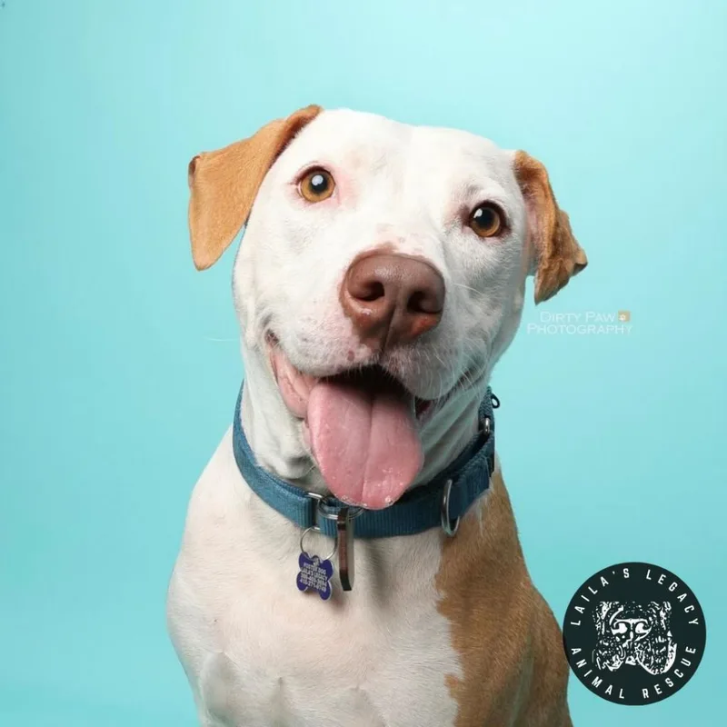 An adult large-sized male White / Cream Terrier dog named Abe for adoption in Washington, DC
