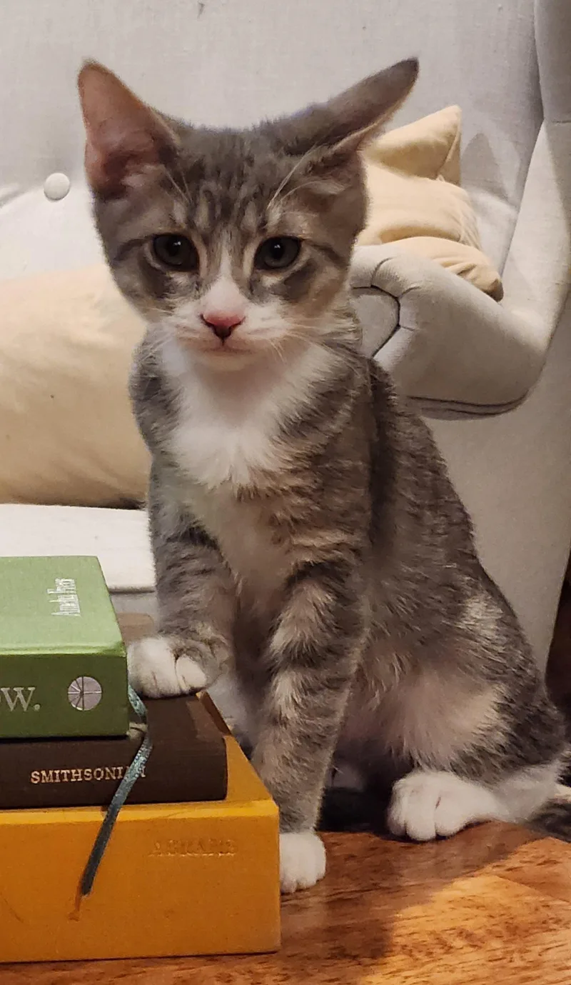 A baby medium-sized male Domestic Short Hair cat named Shasta for adoption in Glendale, AZ