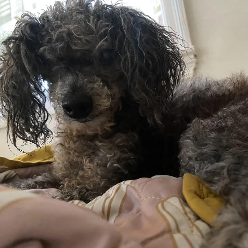 A senior small-sized female Poodle dog named Bern for adoption in Columbia, SC