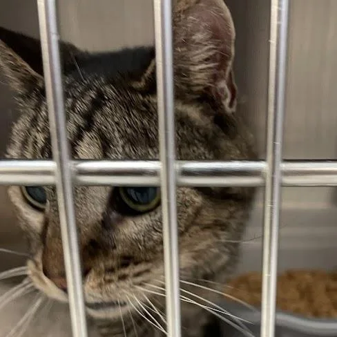 A senior medium-sized female Brown / Chocolate Domestic Short Hair cat named Romey for adoption in Port Charlotte, FL