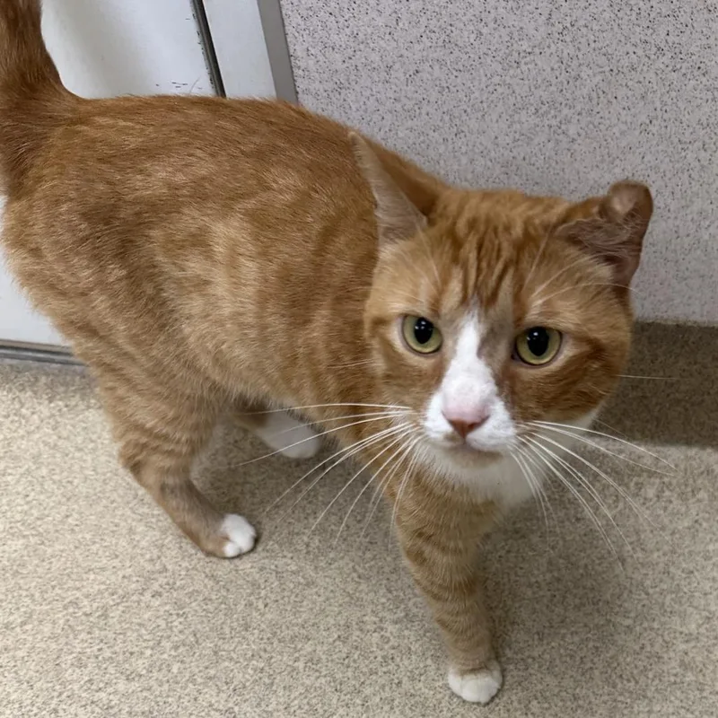 An adult medium-sized male Orange / Red Domestic Short Hair cat named Sputnik for adoption in Naperville, IL