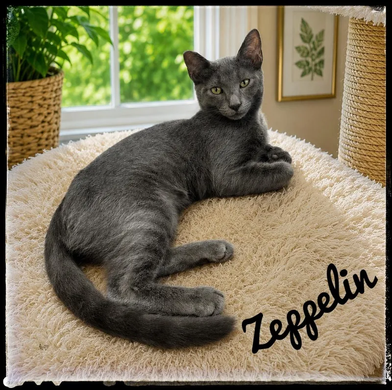 A baby small-sized male Domestic Short Hair cat named Zeppelin for adoption in El Cajon, CA