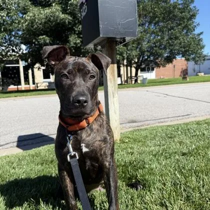 A young medium-sized male Mixed Breed dog named Patterson for adoption in Merriam, KS