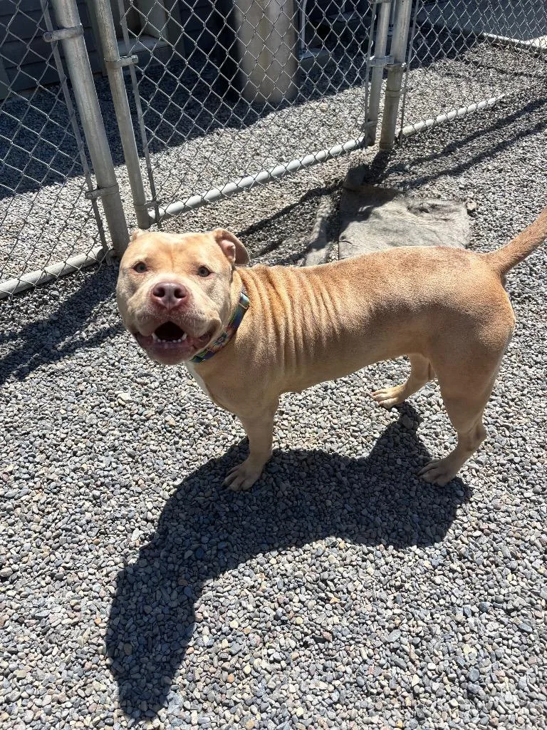 A young large-sized female Pit Bull Terrier dog named Duchess for adoption in Liverpool, NY
