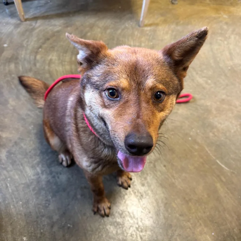 An adult medium-sized male Red / Chestnut / Orange Mixed Breed dog named Paddington for adoption in Corinth, MS
