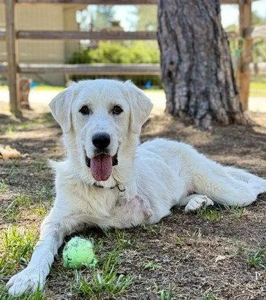 A young large-sized female Retriever dog named Bella for adoption in Evergreen, CO