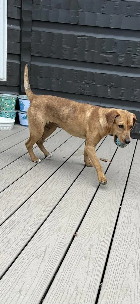 A young medium-sized female Red / Chestnut / Orange Rhodesian Ridgeback dog named Daisy..........fee Sponsored for adoption in Byrdstown, TN