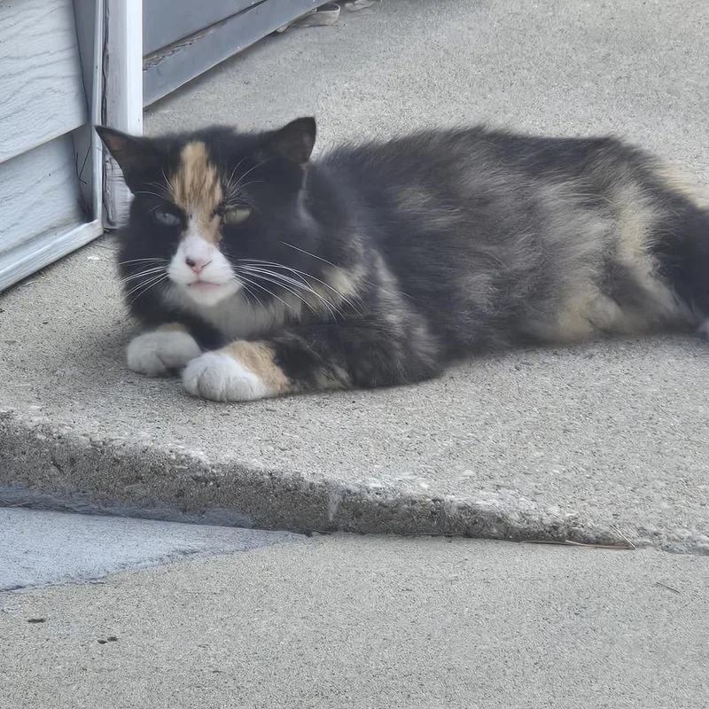 An adult medium-sized female Calico Domestic Long Hair cat named Cherry for adoption in Rochester, MN