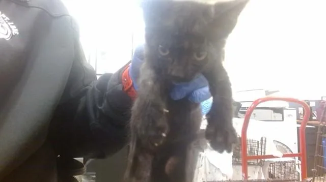 A baby small-sized female Domestic Short Hair cat named Wolsey for adoption in Miami, FL