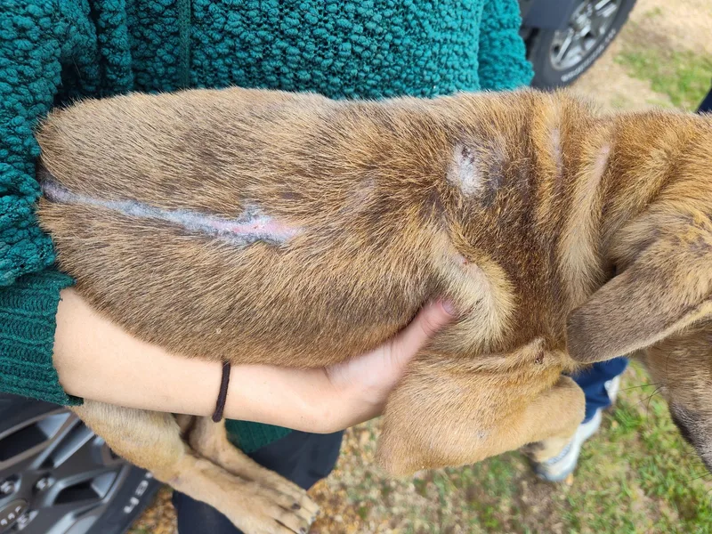 A baby medium-sized female Mixed Breed dog named Angel Baby for adoption in Danville, VT