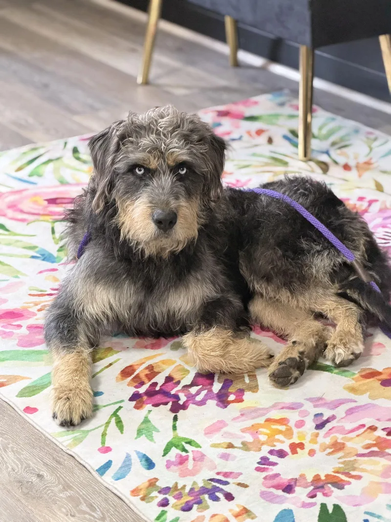 Big Bear thumbnail 3