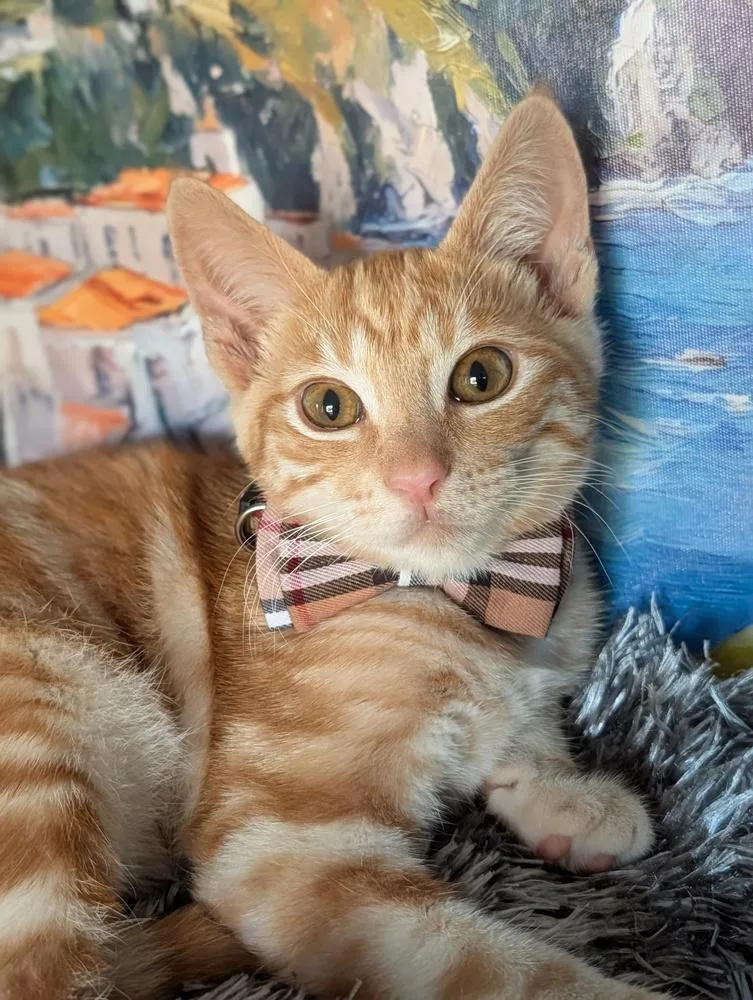 A baby small-sized male Orange & White Tabby cat named Hugo Boss for adoption in Fremont, CA