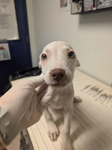 A baby small-sized male Pit Bull Terrier dog named Pup for adoption in Bakersfield, CA