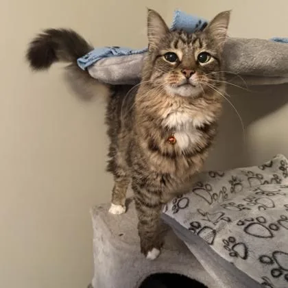 An adult medium-sized male Domestic Medium Hair cat named Lyle for adoption in Elk Grove Village, IL
