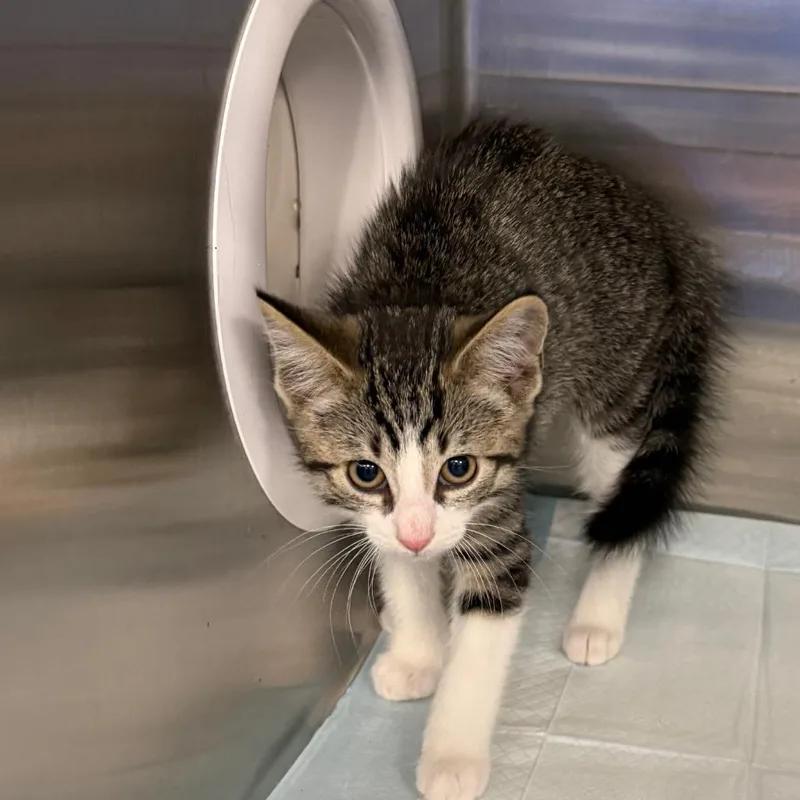 A baby small-sized male Black Domestic Long Hair cat named Darth for adoption in Greensboro, NC