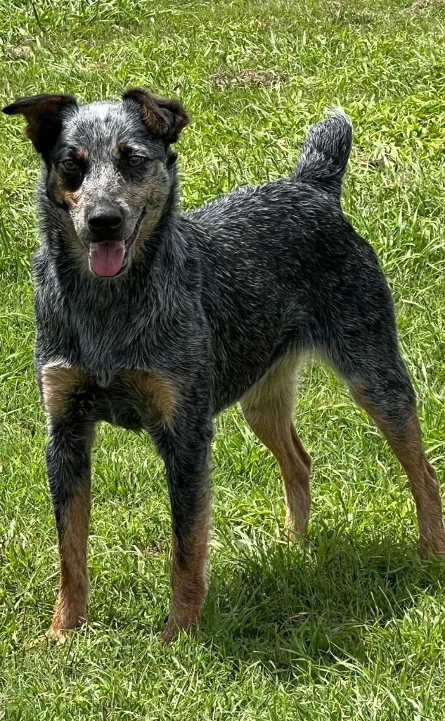 Orphan Annie thumbnail 2