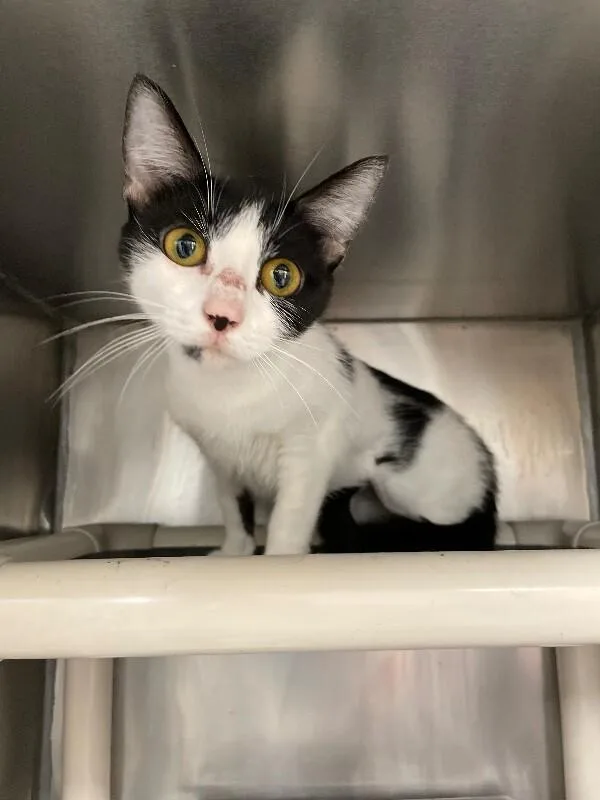 An adult medium-sized female Domestic Short Hair cat named Amazing for adoption in Roanoke, VA