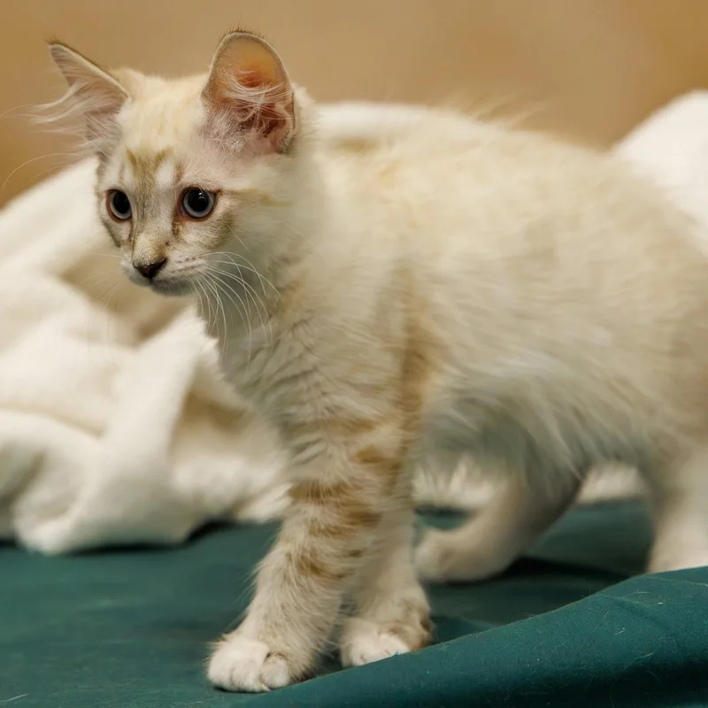 A baby medium-sized male Domestic Short Hair cat named Sugar Puff for adoption in St. Cloud, FL