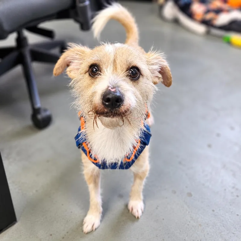 An adult small-sized male Mixed Breed dog named Bucho for adoption in Hopkinton, MA