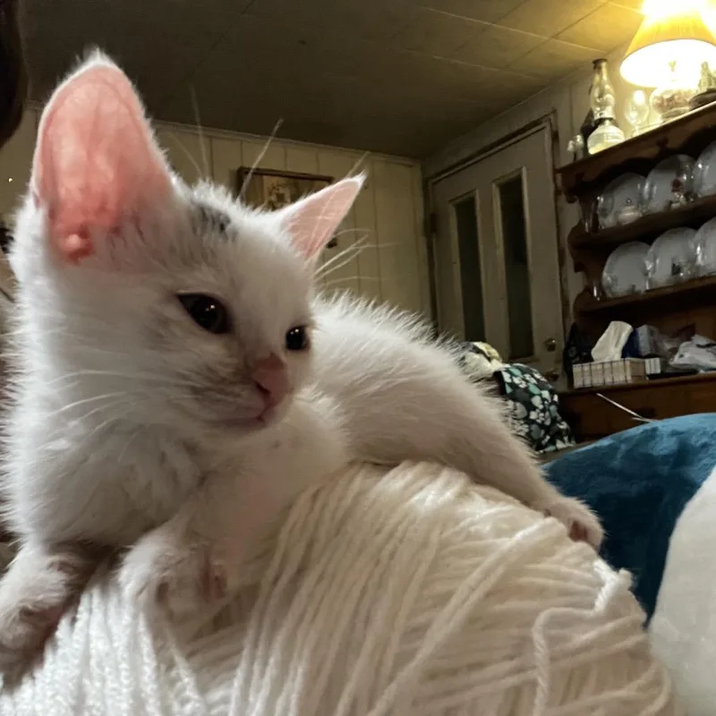 A baby small-sized male White Domestic Short Hair cat named Hatter for adoption in Perkiomenville, PA