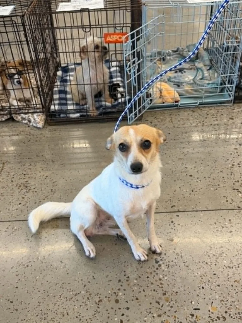 A young small-sized female Chihuahua dog named Mona for adoption in Monticello, IN