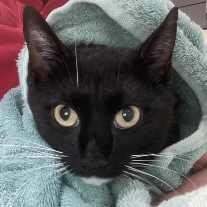 An adult medium-sized female Domestic Short Hair cat named Carmella for adoption in Cincinnati, OH